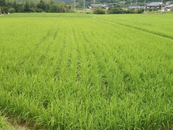 【農家直売】愛媛県28年度産 新米♪ にこまる(玄米30kg)③