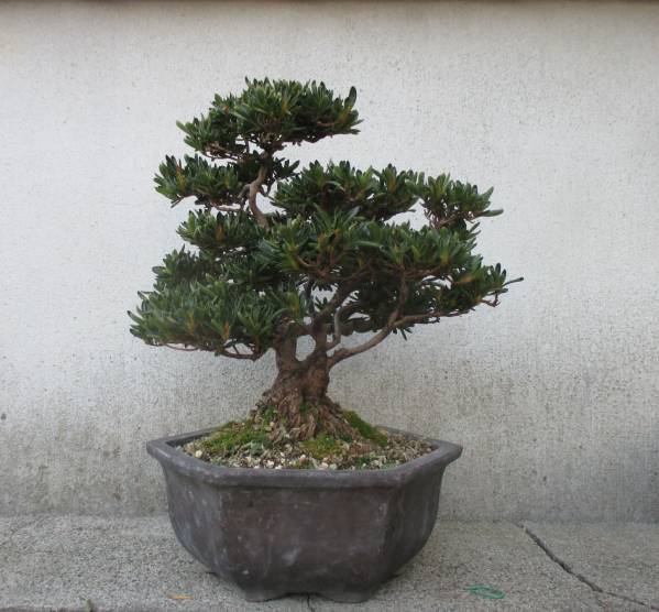 三河黒松 豆盆栽 樹高9cm 【公式通販】