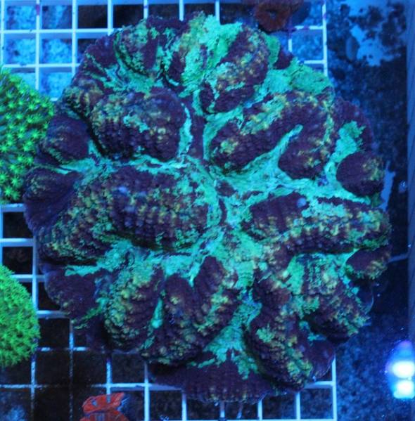 ハナガタサンゴ　珍柄