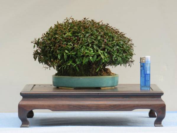 ★縮緬葛　小品盆栽　樹高14㎝