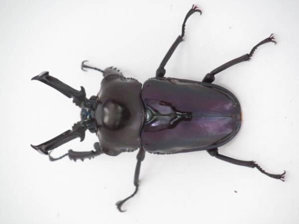 紫紺 クイーンズランド産 ニジイロクワガタ ♂59mm×♀39mm