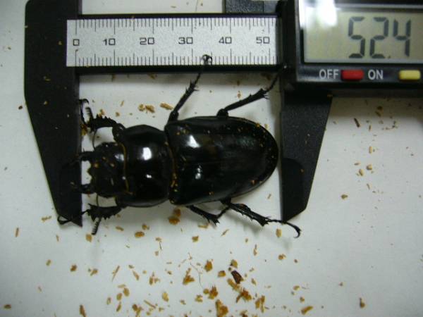 アクベシアヌスミヤマ　♂９６ｍｍ　♀５２ｍｍ