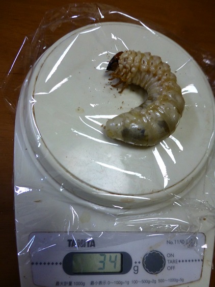 能勢YG血統 3令幼虫ペア ♂34ｇ、♀16ｇ