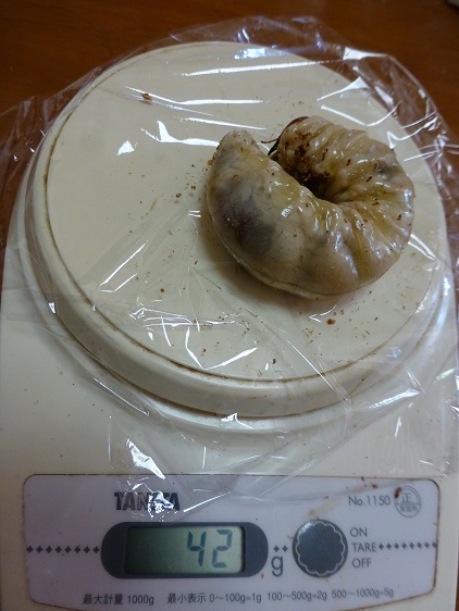 能勢YG血統 3令幼虫ペア ♂34ｇ、♀16ｇ