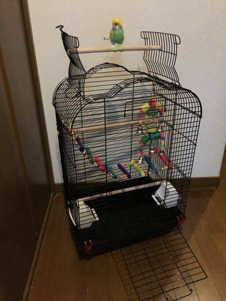 ◆大型手乗りインコ用鳥かご（上部、前面開放型）3301BLACK