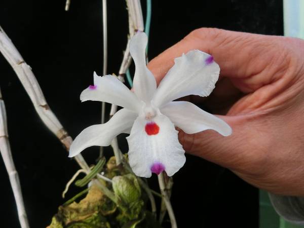 洋蘭原種デンドロビュームDen annae