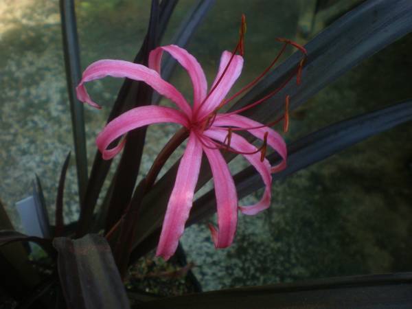 クリナム メネフネ インドハマユウ ヒガンバナ科 銅葉 観葉植物 売買されたオークション情報 Yahooの商品情報をアーカイブ公開 オークファン Aucfan Com