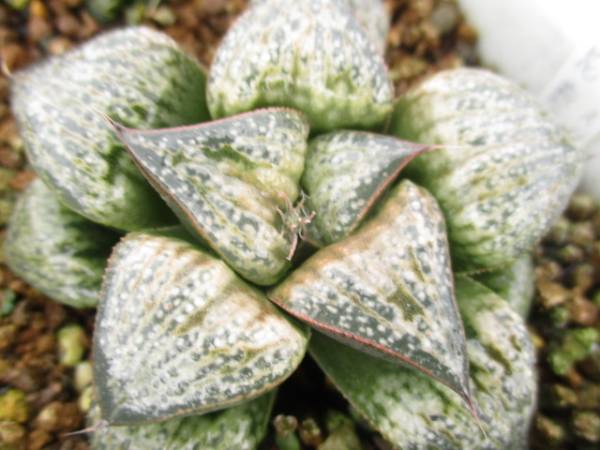 観葉☆多肉植物☆サボテン☆ハオルシア属☆スプレンデンス