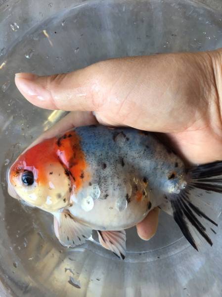 特選金魚○超特大江戸錦♀1尾02三歳約16センチ弥富産 【公式通販】