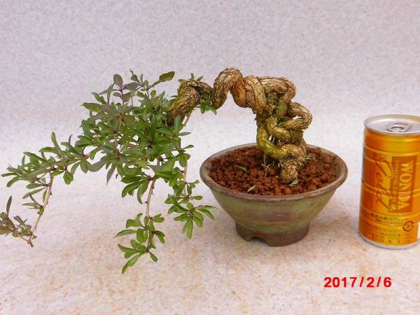 [SALE＊売切り][盆栽マーケット]小品盆栽 クコ(ム4H812蕎麦釉丸鉢)他同梱不可(即決落札は同梱可)