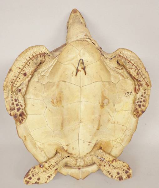 亀 剥製 50cm 海亀 壁掛け インテリア 鑑賞 長寿 縁起物 床の間 玄関