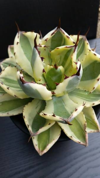 アガベ　吉祥冠(スーパークラウン)　サボテン、多肉