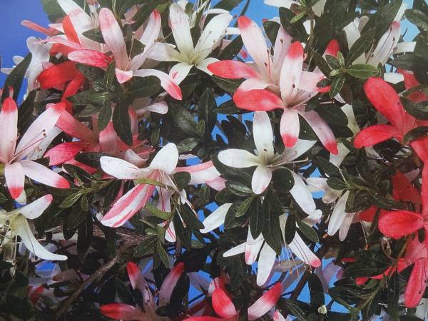 白 さつき花 さつき盆栽 水郷乙女 白ピンク赤の花 - メルカリ