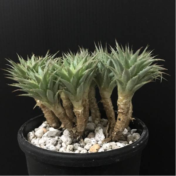 幹立ち デウテロコニア クロランサC Deuterocohnia chlorantha
