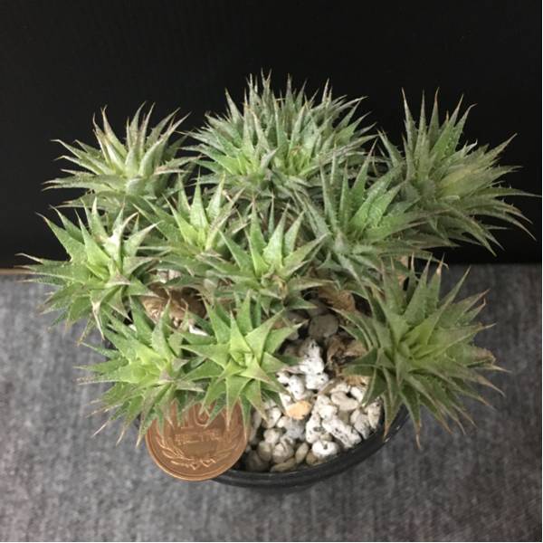 幹立ち デウテロコニア クロランサC Deuterocohnia chlorantha