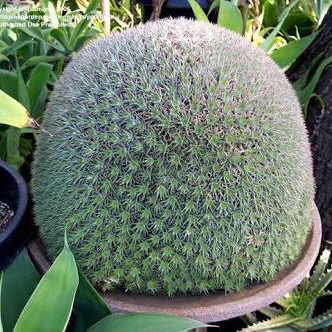 幹立ち デウテロコニア クロランサC Deuterocohnia chlorantha