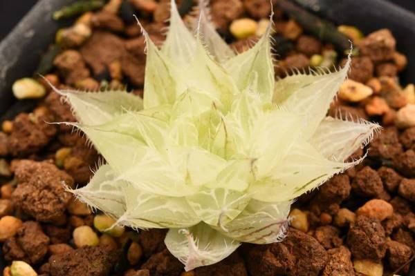 多肉植物　ハオルチア・ボルシー錦