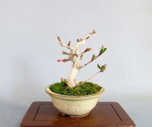 【 ウグイスカグラ ★ 幹模様良い、蕾付き ★ ミニ盆栽 】