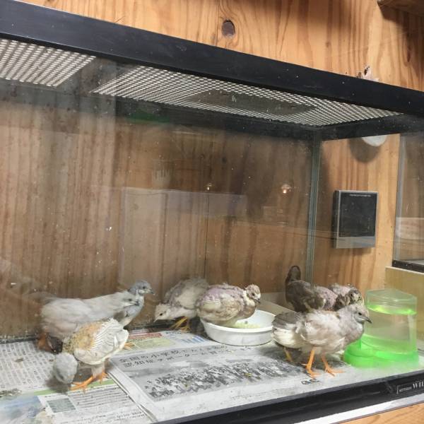 ☆ヒメウズラ☆mix色々(有精卵)孵化用7個＋保証1個(定形外可)_1