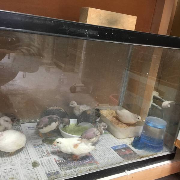 ☆ヒメウズラ☆mix色々(有精卵)孵化用7個＋保証1個(定形外可)_3