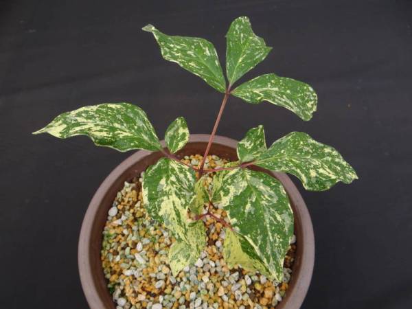 山野草・斑入り・最高芸・ヤマシャクヤク・三笠錦・白霊峰(花)｜売買