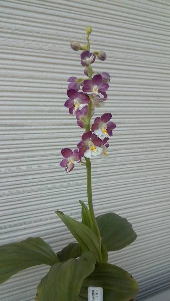 、えびね蘭、山野草、エビネ[ー夢紫宝ｘブルークイーン｝