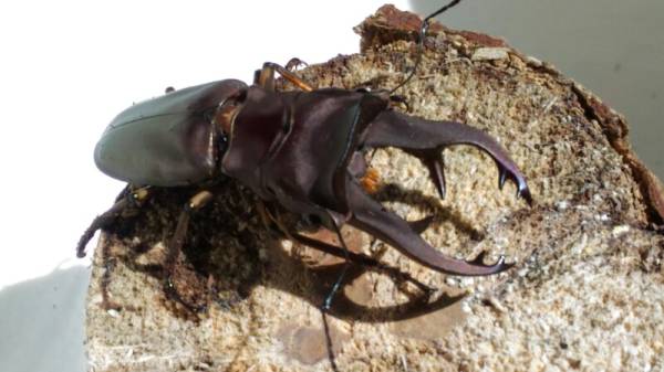 カウピホソアカ クワガタ　幼虫5頭