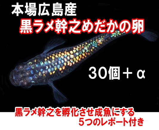 広島産 黒ラメ幹之めだか 卵30個 みゆき 卵 メダカ最高級 キラキラレインボー 虹色 めだか 売買されたオークション情報 Yahooの商品情報をアーカイブ公開 オークファン Aucfan Com