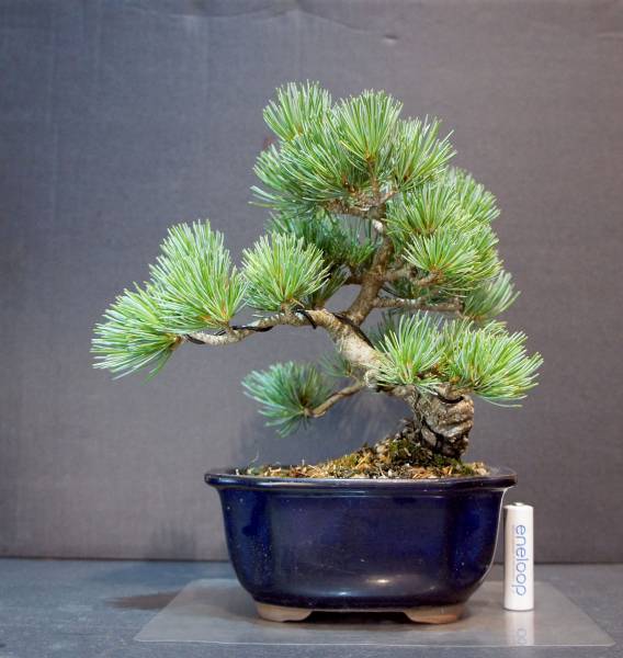 五葉松 盆栽 縦17cm 横20cm 高さ25cm 【公式通販】