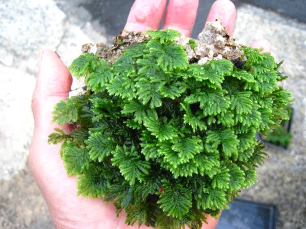 珍品 可愛い過ぎる鍾乳苔石 テラリウム コケリウム 盆栽 山野草 着生ラン シダ コケ 88(その他)｜売買されたオークション情報、yahoo ...