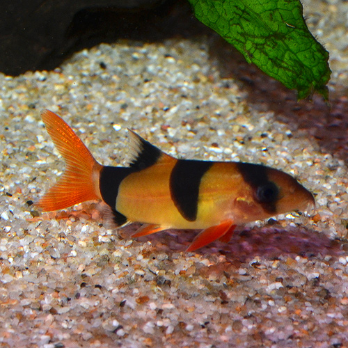 クラウンローチ ８ｃｍ 掃除屋さん 熱帯魚 スマトラ産 ワイルド個体 コリドラス 売買されたオークション情報 Yahooの商品情報をアーカイブ公開 オークファン Aucfan Com