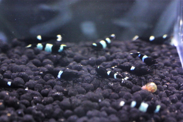 j430738014.1
