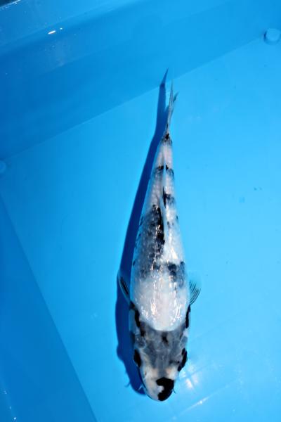 s516612323.2