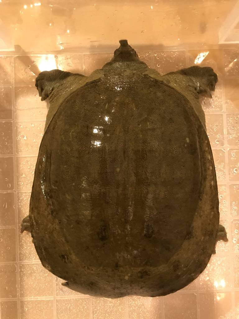 佐賀県産 天然スッポン 2.5kg