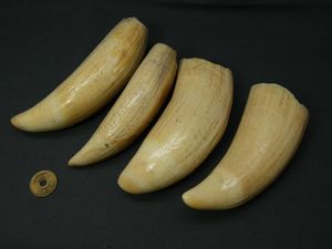 クジラ歯 235g 彫刻材などに