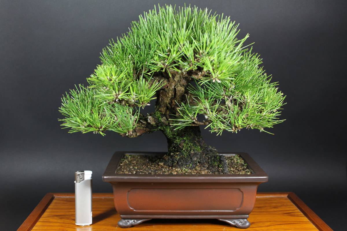 黒松[模様木]大品盆栽 ◇ 黒松 樹高25cm 本格模様木 ◇
