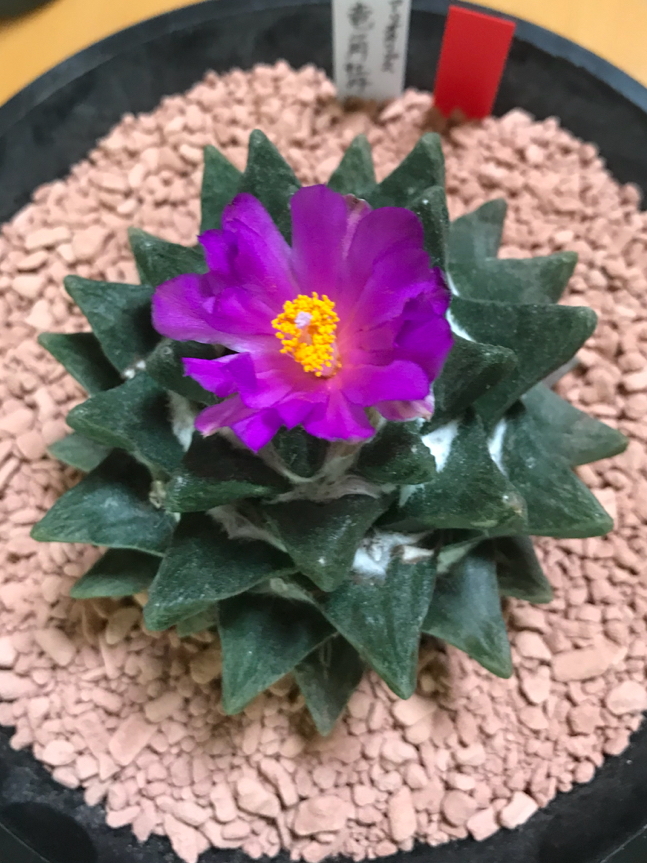 大疣 竜角牡丹 w9 実生