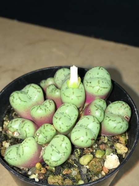 多肉植物】コノフィツム 関白【Conophytum】 | TEXASCLUBSOCCER.COM