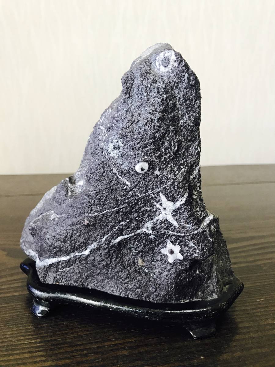 梅花石　門司産 ウミユリの化石が見られる梅花石岩層 櫛ノ 福岡県北九州市門司区白野江