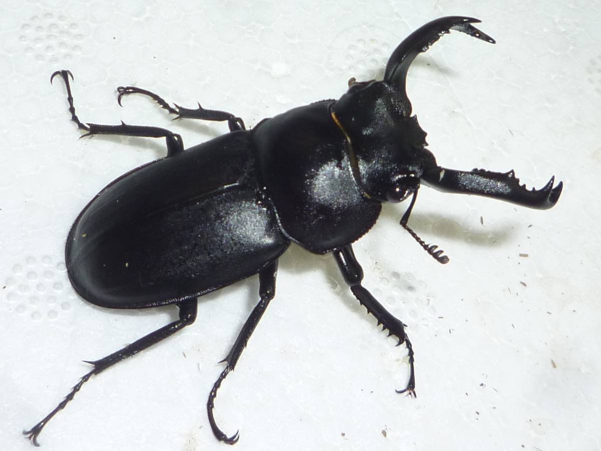 アマミシカクワガタ 日本のクワガタムシ① 『アマミシカクワガタ』成虫 