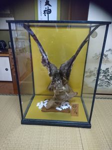 鷹 剥製のYahoo!オークション(旧ヤフオク!)の相場・価格を見る｜Yahoo