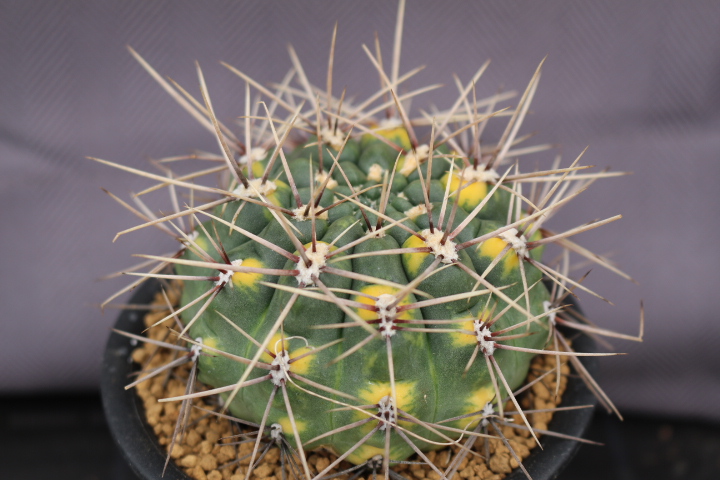 サボテン 多肉植物 ギムノカリキュウム 九紋竜錦 サボテンコレクション
