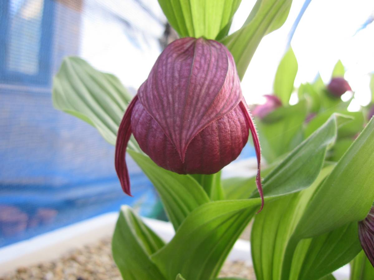 濃色】D73 厚岸ホテイアツモリソウ花2 直販サイト