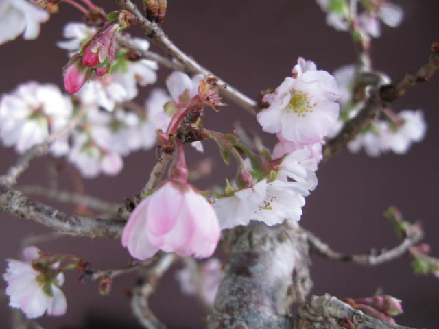 貴風盆栽十月桜、花着き 十月桜 盆栽の通販