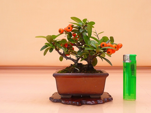 『苔聖園』　ミニ橘モドキ