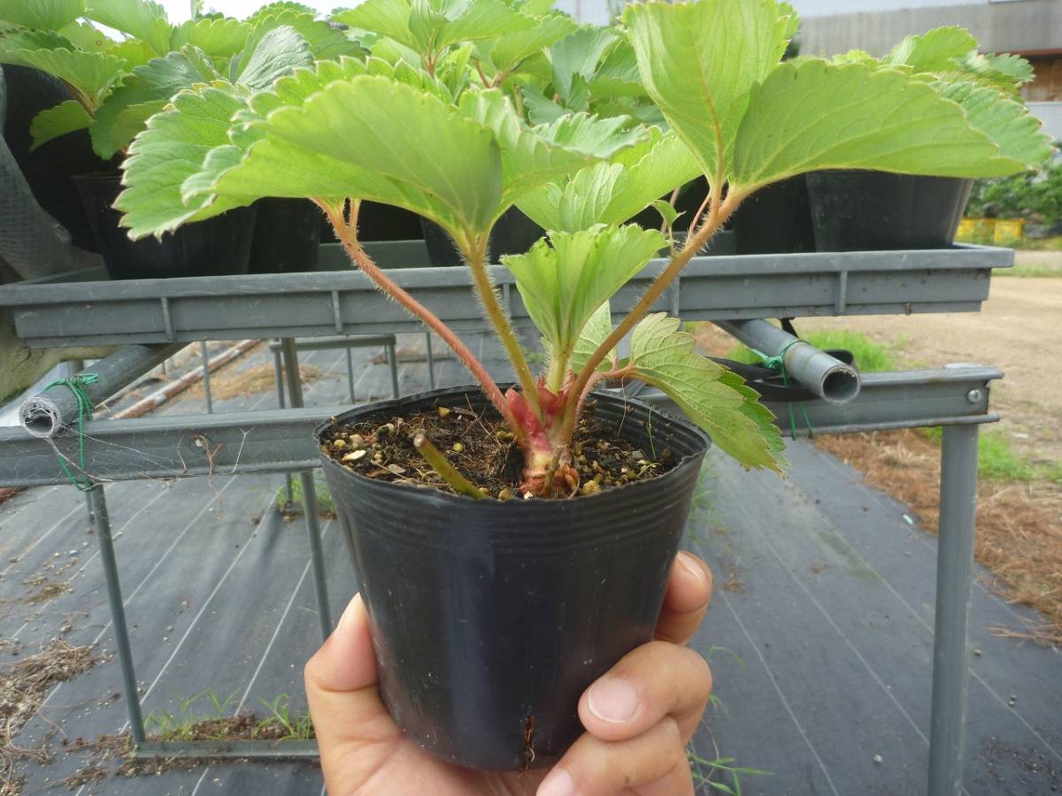 いちご苗１０．５㎝ポット大苗　さちのか＊６０本セット