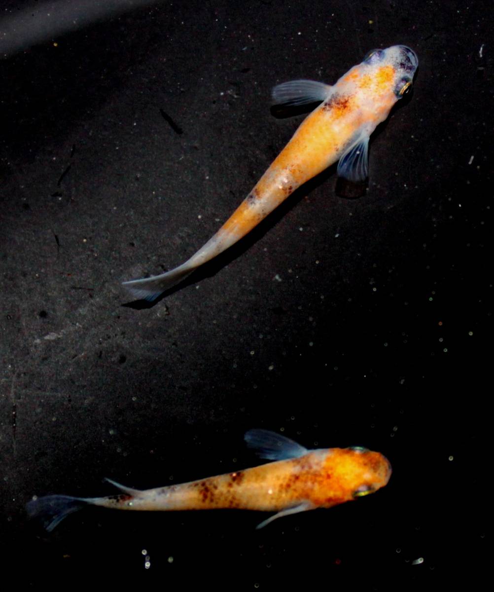 ☆くらすめだか☆あけぼのメダカ 極上 1ペア 無無乱メダカ現物出品、極上