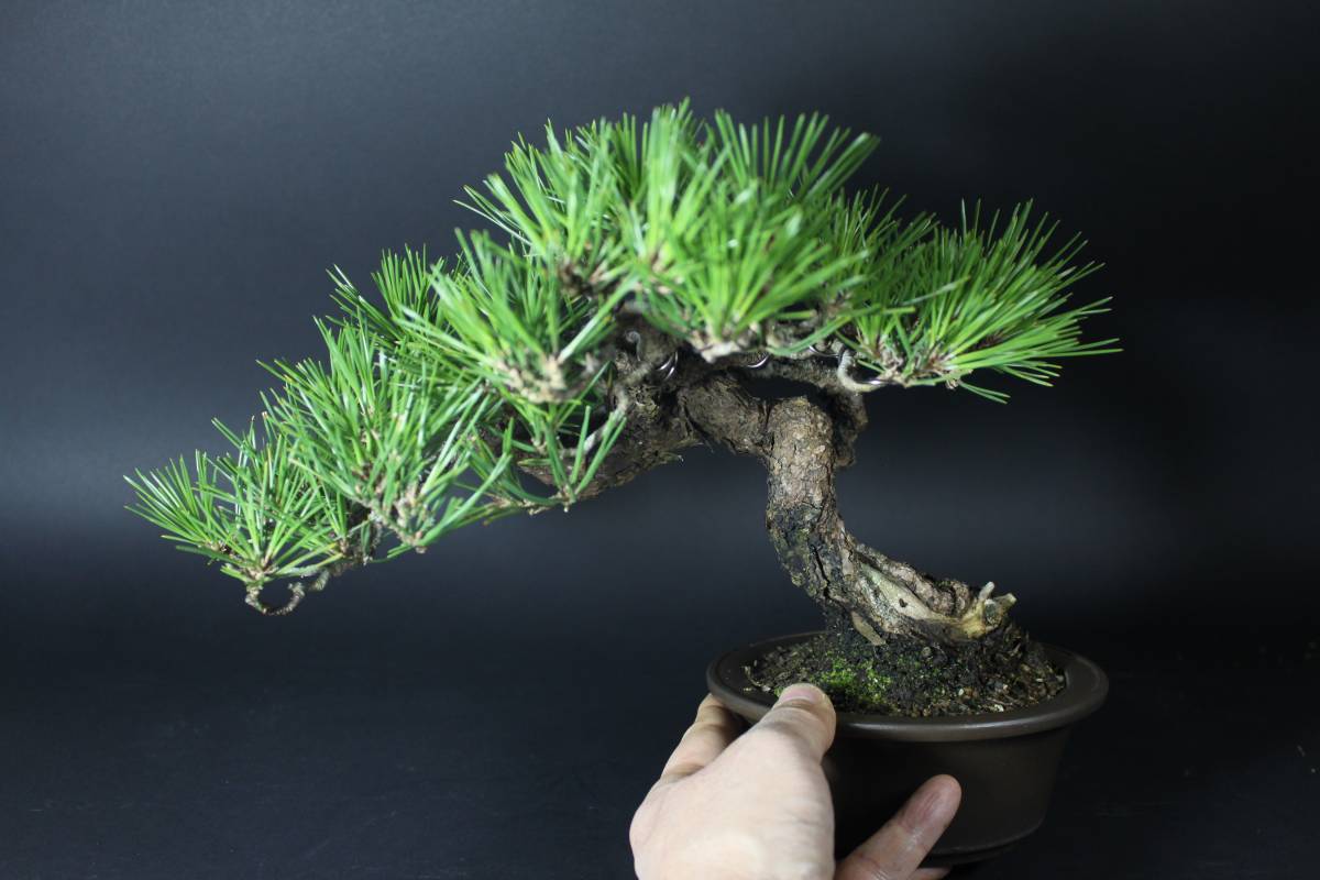 ◆　黒松　◆　樹高２２ｃｍ　吹き流し　完成木