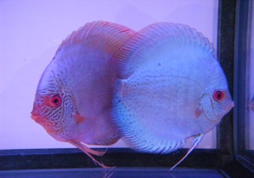 即決 ブルースネークスキンディスカス ３匹セット ７CM 淡水 熱帯魚 生体