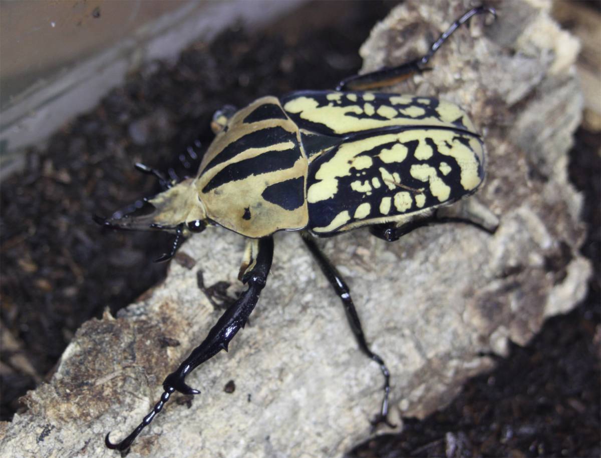 Mオーベルチュール ♂3♀2